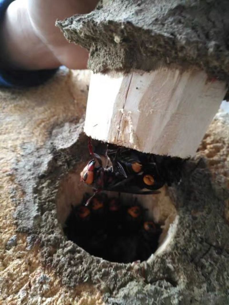 胡蜂平箱装
