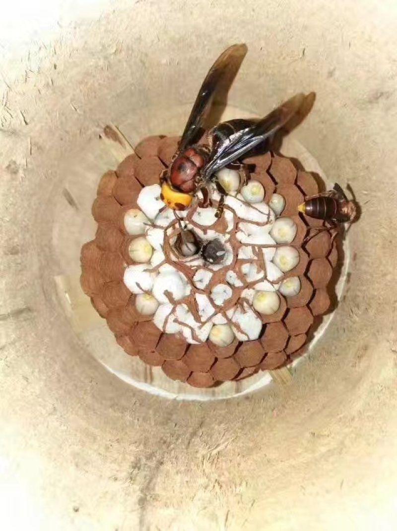 胡蜂平箱装