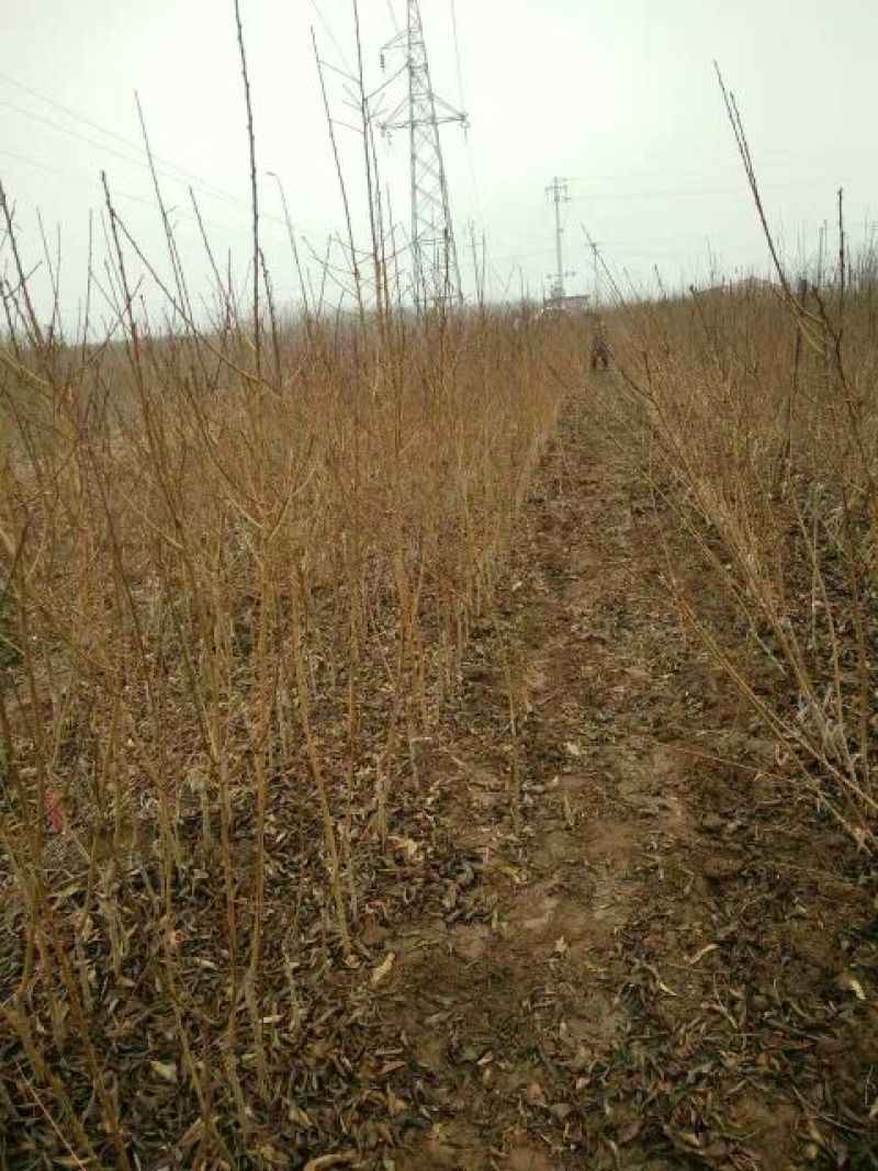 【推荐】凯特杏树个大果甜现挖现发保成活率