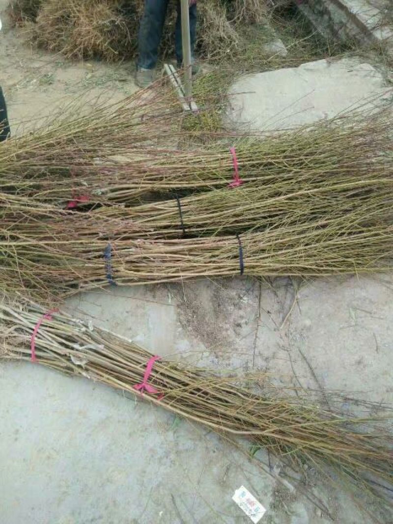 【推荐】凯特杏树个大果甜现挖现发保成活率