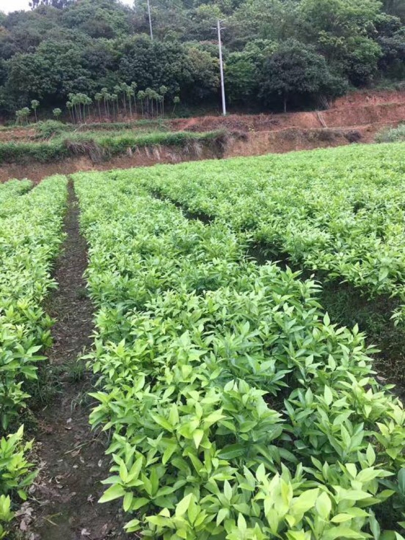 沃柑苗