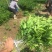 沃柑苗