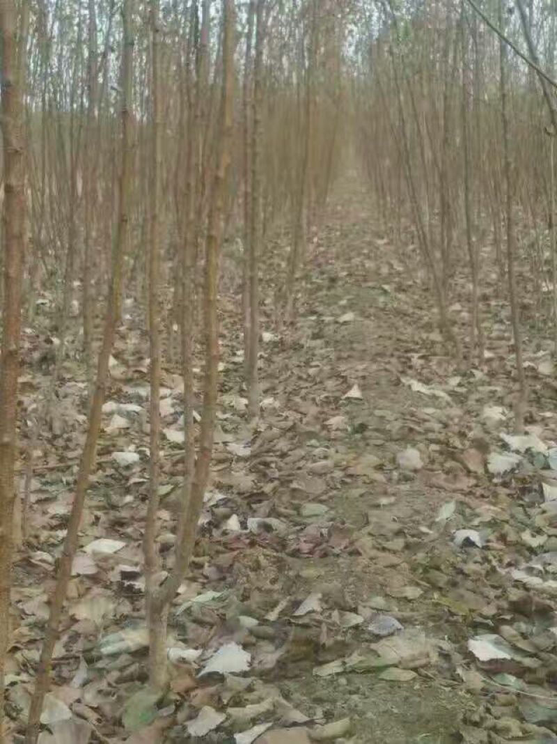 阳丰甜柿子树苗2年苗成活率高品种纯跟踪服务