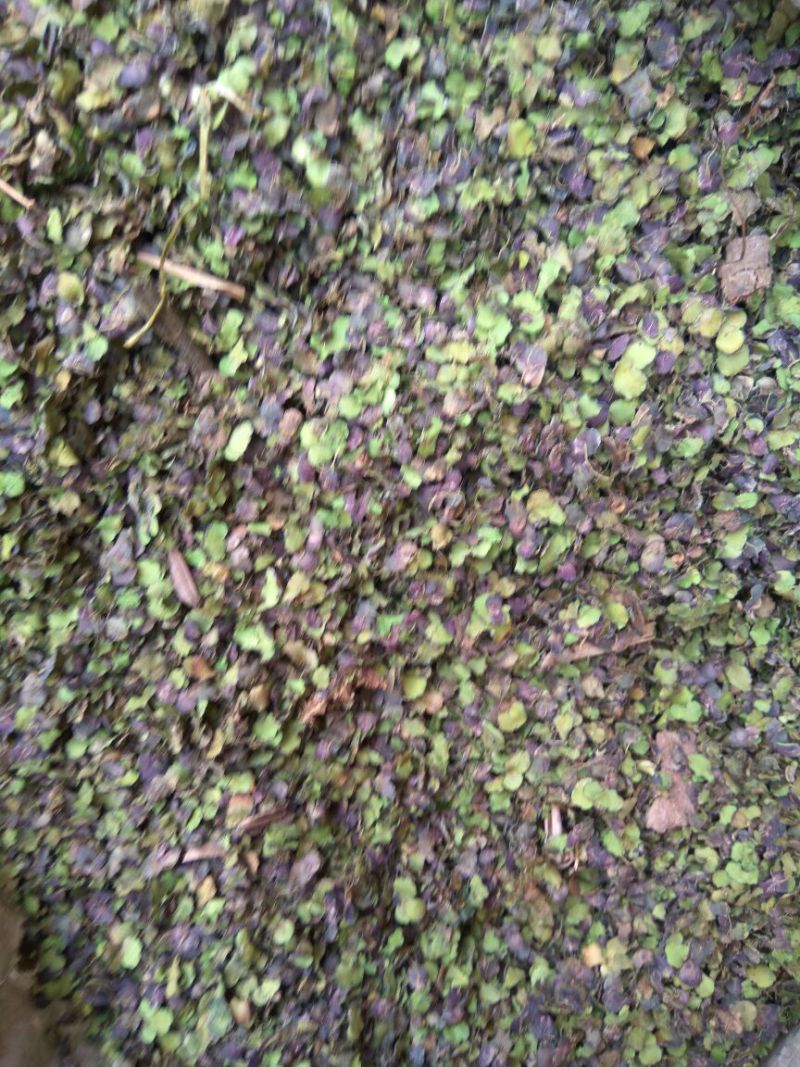 无硫浮萍浮萍草各种草药中药材批发零售