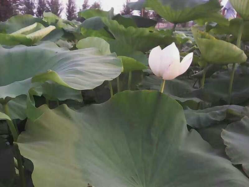 莲蓬8cm以上