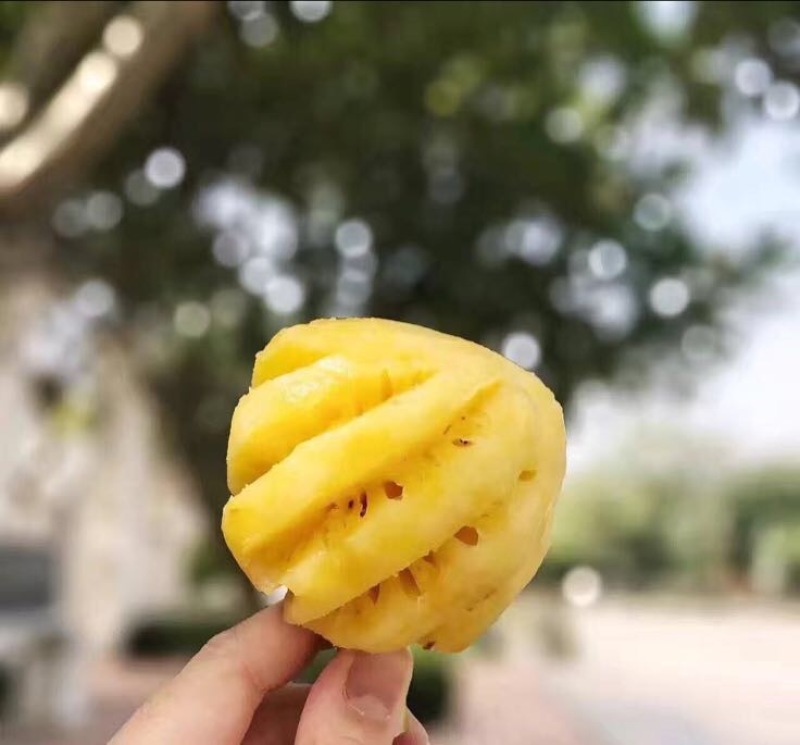 泰国小菠萝
