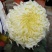 ★独本菊★菊花盆景★展会菊★价位便宜★产地直销