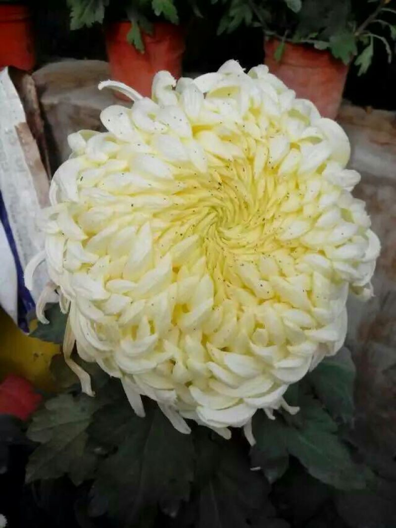 ★独本菊★菊花盆景★展会菊★价位便宜★产地直销