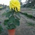 ★独本菊★菊花盆景★展会菊★价位便宜★产地直销