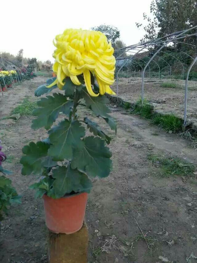 ★独本菊★菊花盆景★展会菊★价位便宜★产地直销