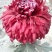★独本菊★菊花盆景★展会菊★价位便宜★产地直销