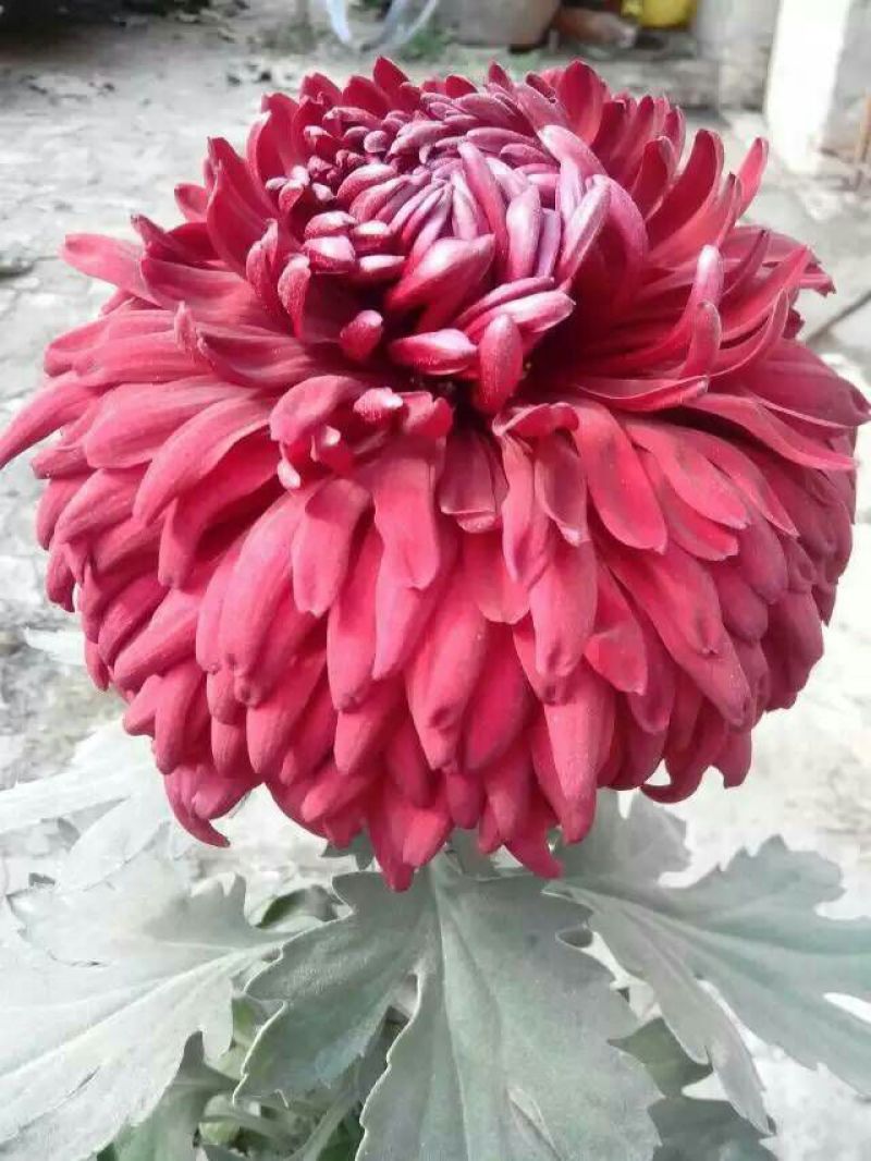 ★独本菊★菊花盆景★展会菊★价位便宜★产地直销