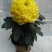 ★独本菊★菊花盆景★展会菊★价位便宜★产地直销