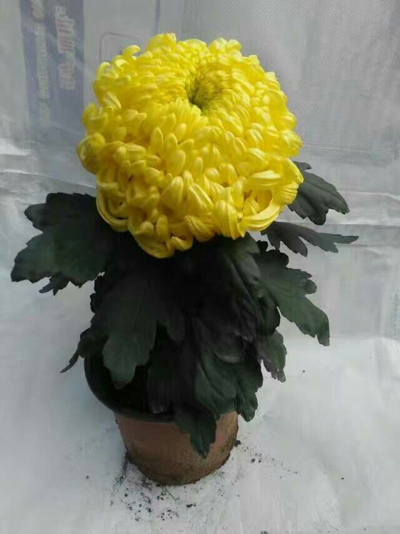 ★独本菊★菊花盆景★展会菊★价位便宜★产地直销