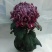 ★独本菊★菊花盆景★展会菊★价位便宜★产地直销