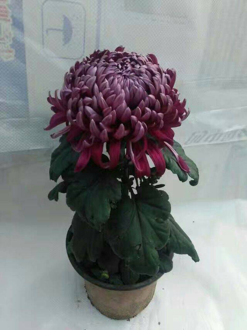 ★独本菊★菊花盆景★展会菊★价位便宜★产地直销