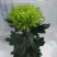 ★独本菊★菊花盆景★展会菊★价位便宜★产地直销