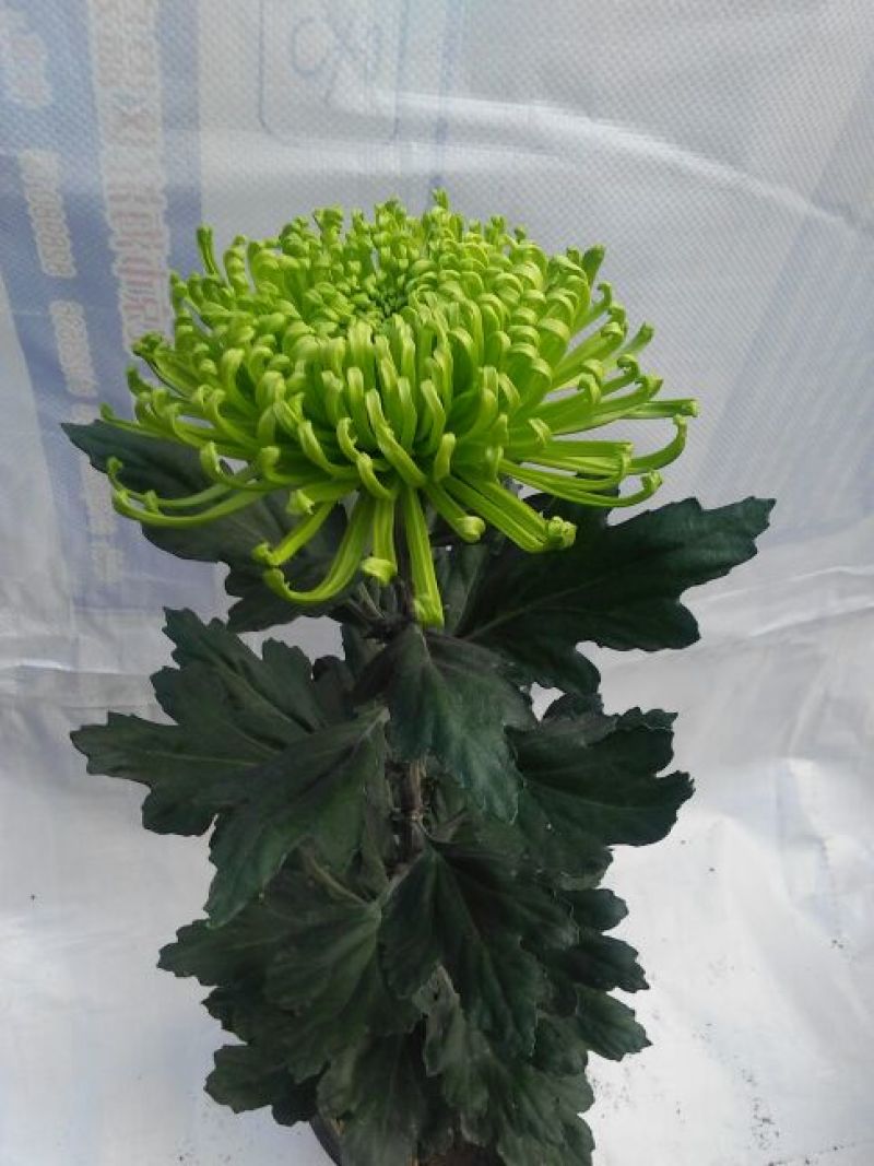 ★独本菊★菊花盆景★展会菊★价位便宜★产地直销