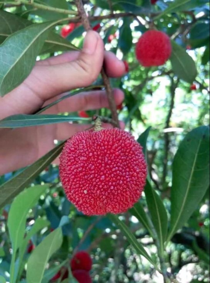 东魁杨梅