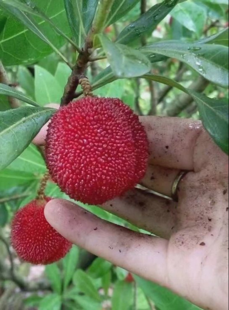 东魁杨梅