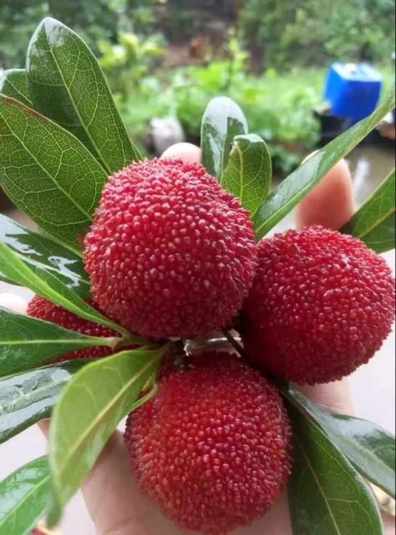 东魁杨梅