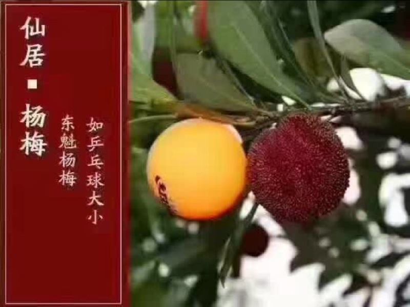 东魁杨梅
