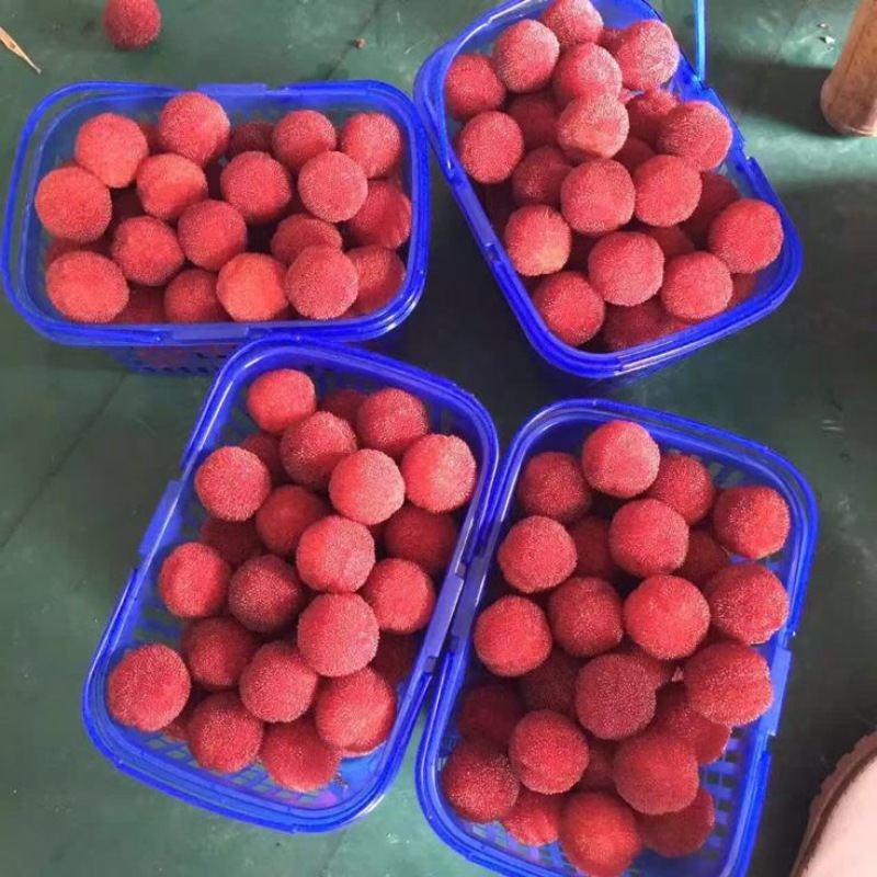 东魁杨梅