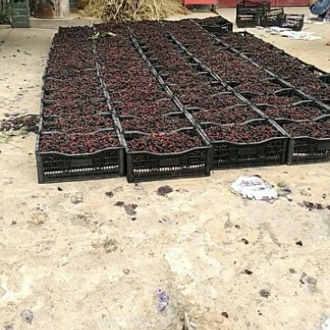 瑞穗桑～桑果干！欢迎酒厂！果汁厂！食品厂药材商提供