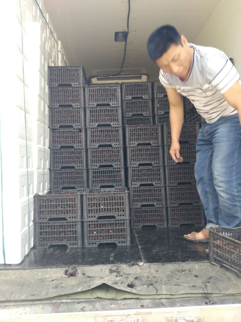 大叶桑～果汁厂！酒厂！药材商欢迎订购冷藏车一条龙服务