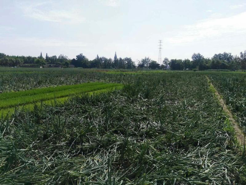 洋葱5~8厘米