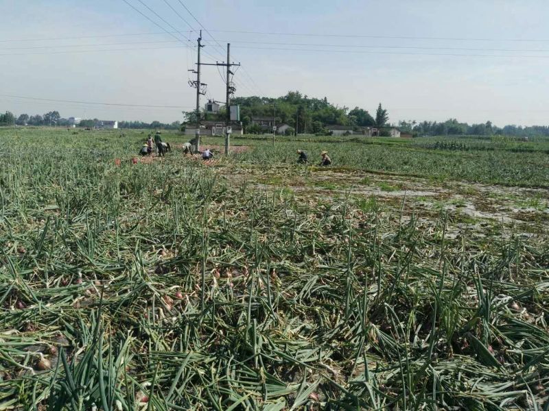 洋葱5~8厘米