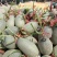 晓蜜25号哈密瓜3斤以上长圆形