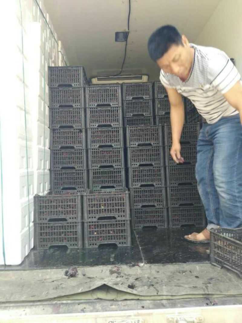 山桑～鲜桑果，桑果干欢迎订购！