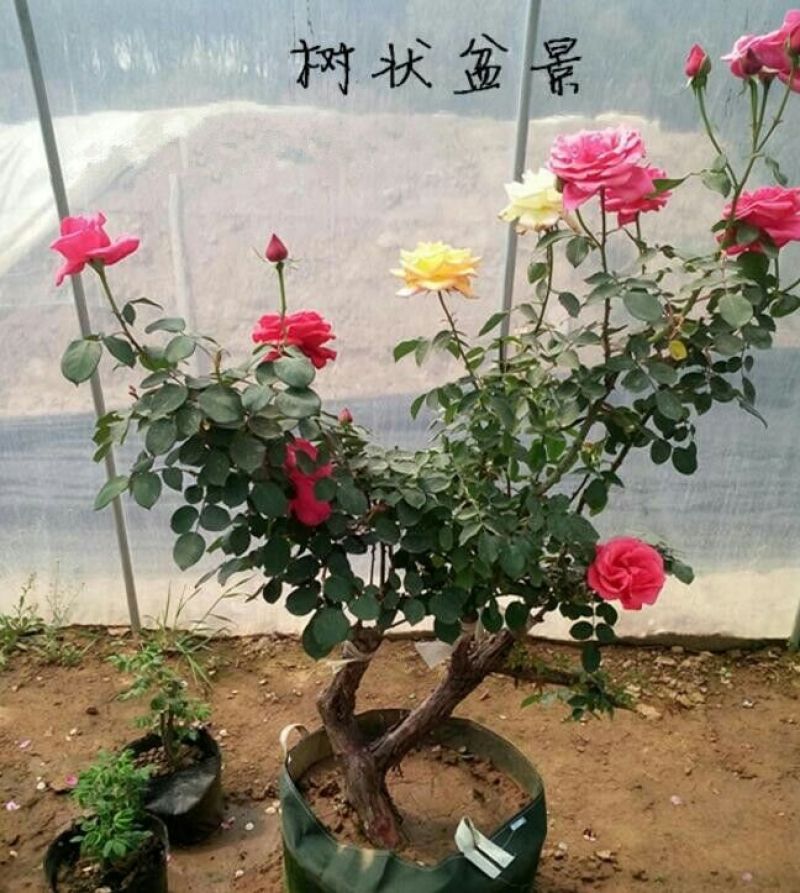 树状月季80cm以上