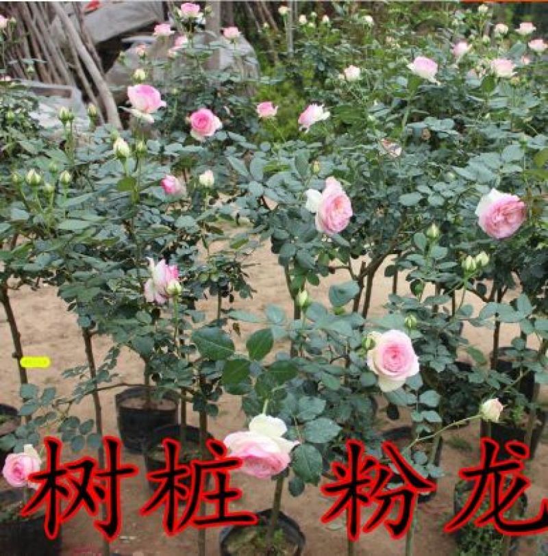 树状月季80cm以上