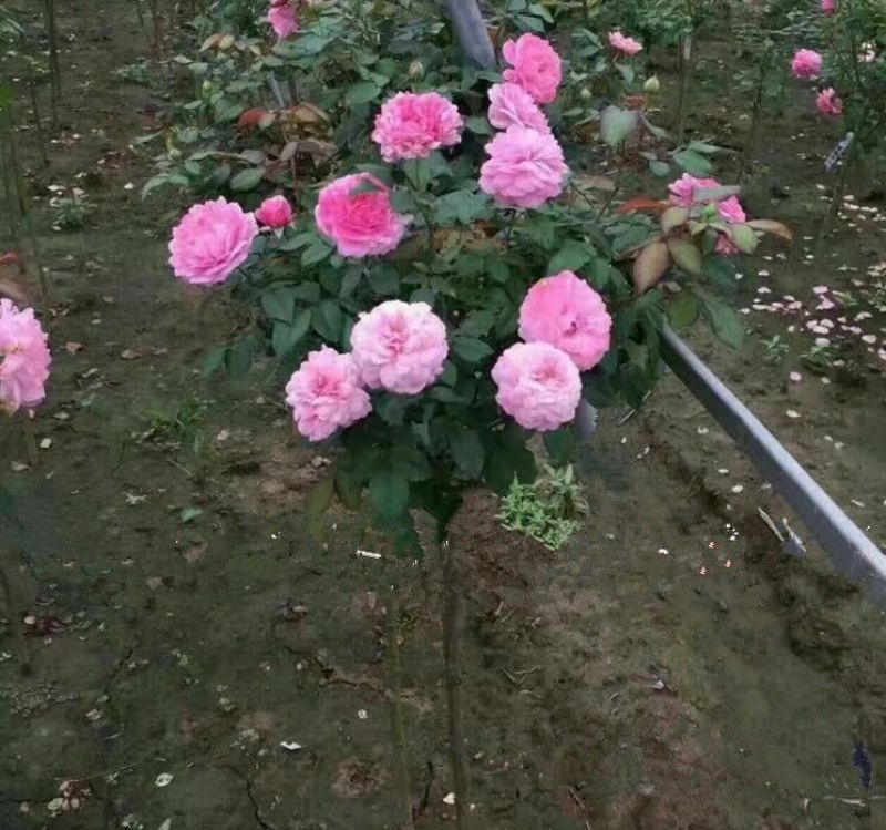 树状月季80cm以上