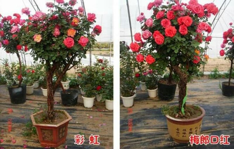 树状月季80cm以上