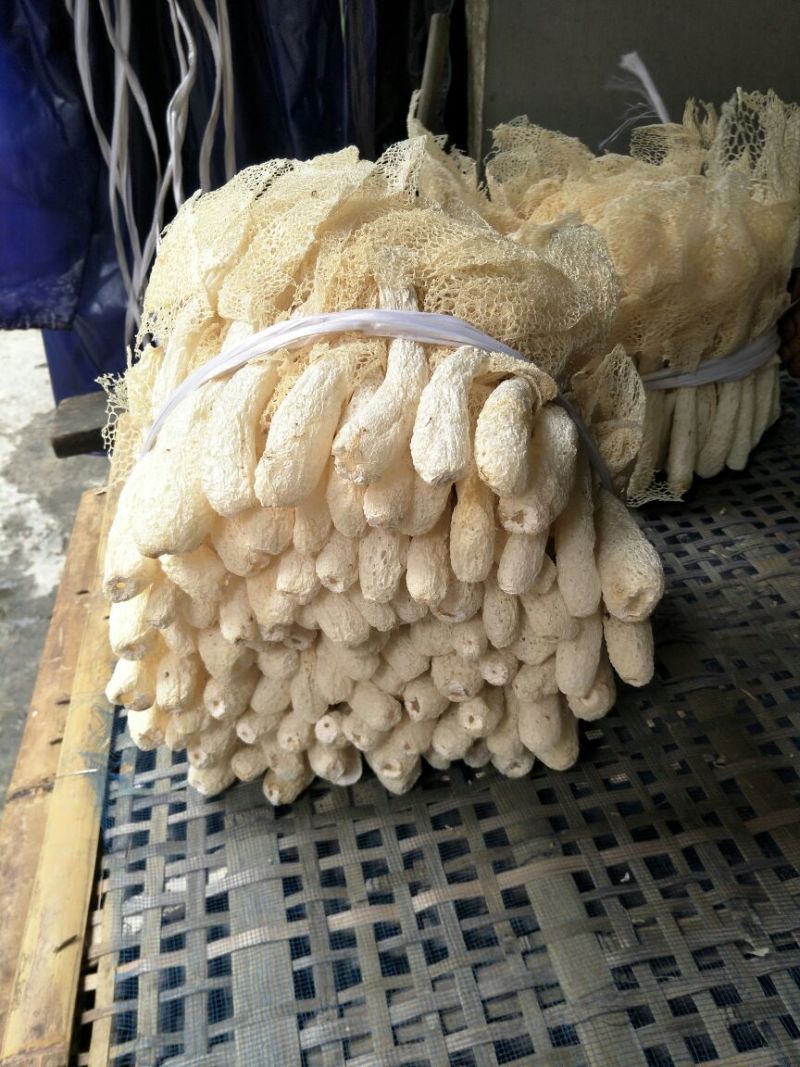 竹荪一级
