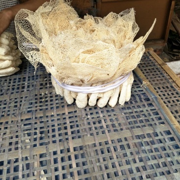 竹荪一级
