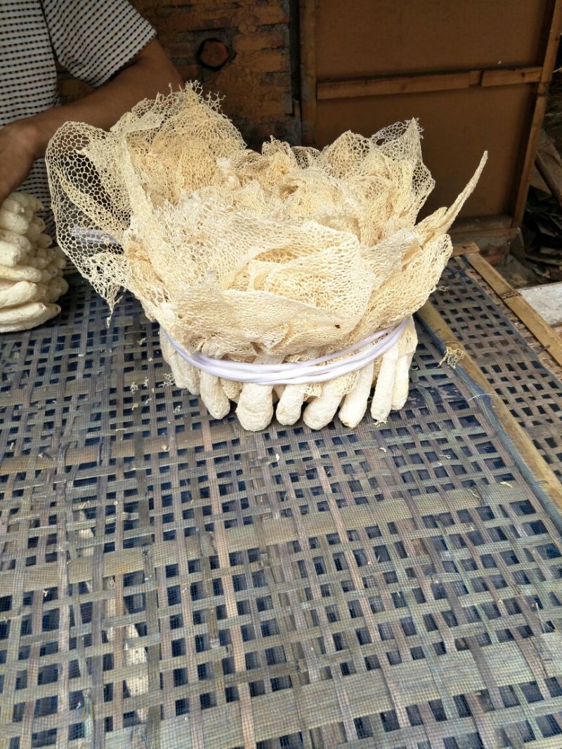 竹荪一级
