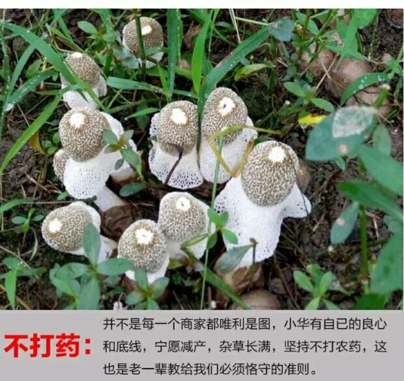 竹荪一级