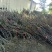 葡萄树1.5~2m