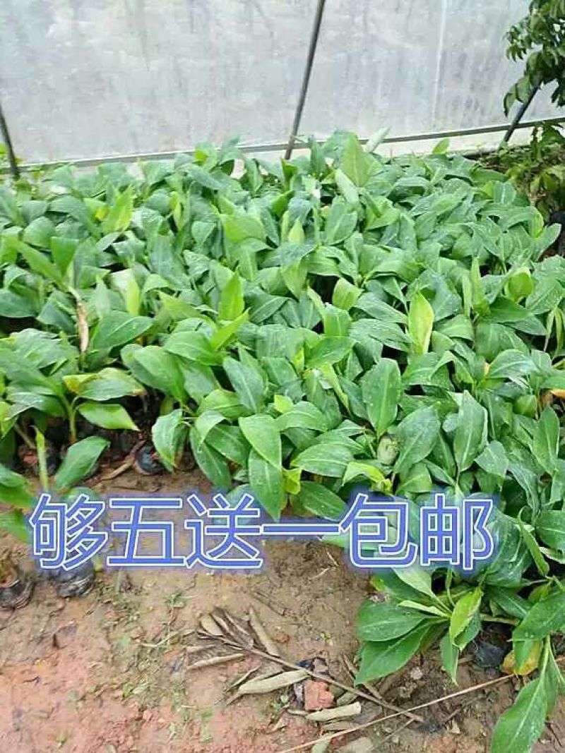 香蕉苗1~2年一级良种