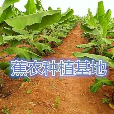 香蕉苗1~2年一级良种
