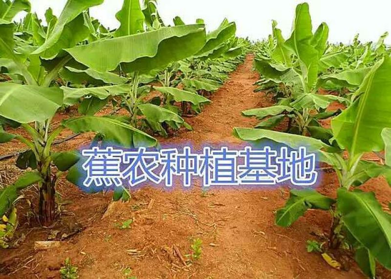 香蕉苗1~2年一级良种