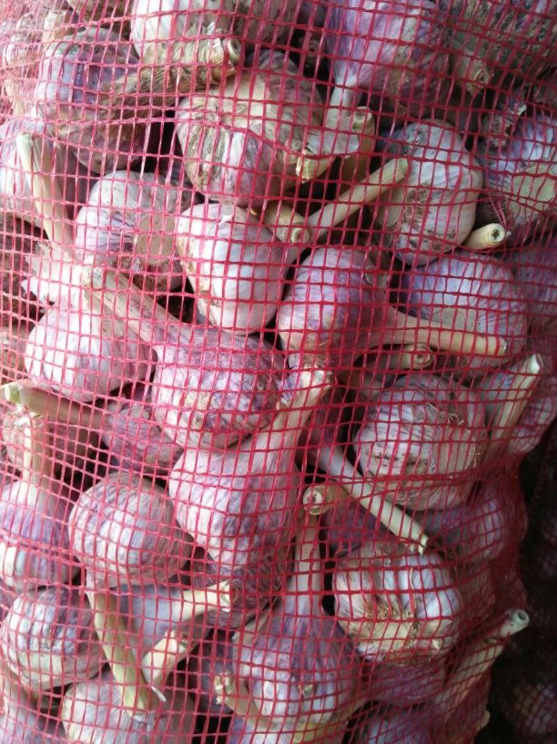 金乡大蒜，紫皮蒜5.5cm干蒜