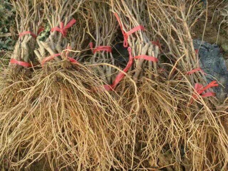 【牛商推荐】阳光玫瑰葡萄苗品种纯技术指导保成活