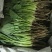 菠菜20~25厘米