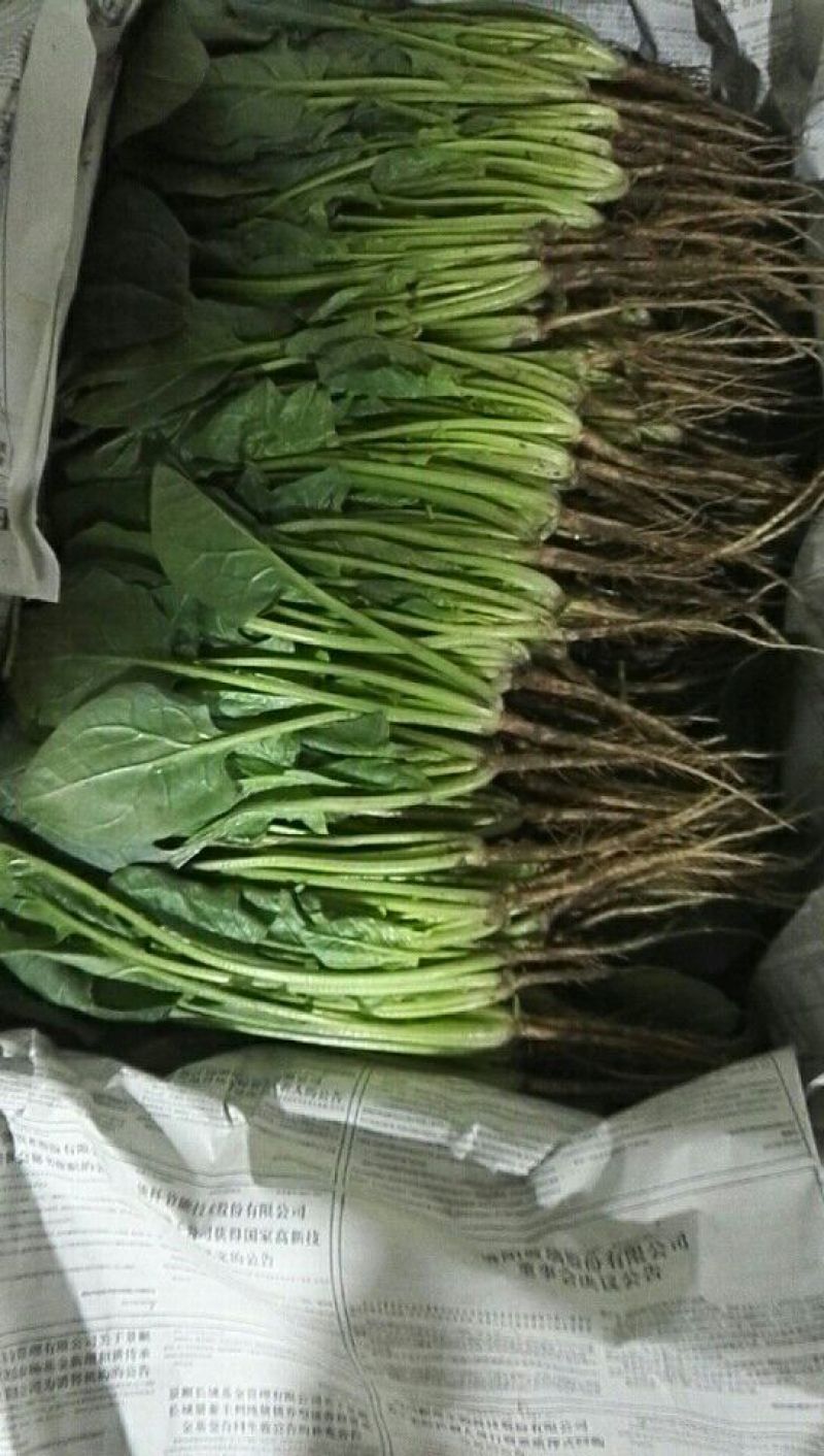 菠菜20~25厘米