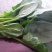 菠菜20~25厘米